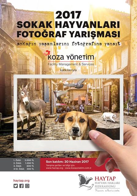Haytap 2017 Sokak Hayvanları Fotoğraf Yarışması
