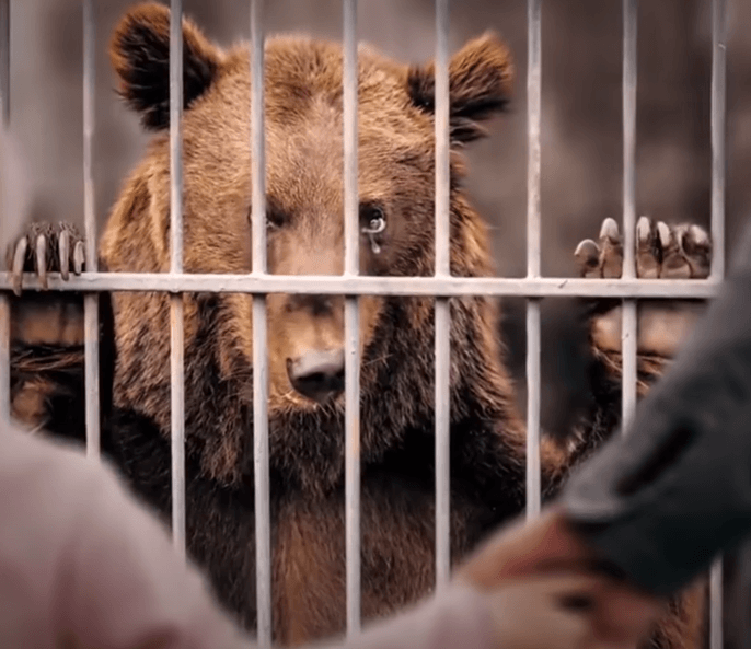 Hayvanat Hapishanelerine Değil İnsanlara Yatırım Yapın