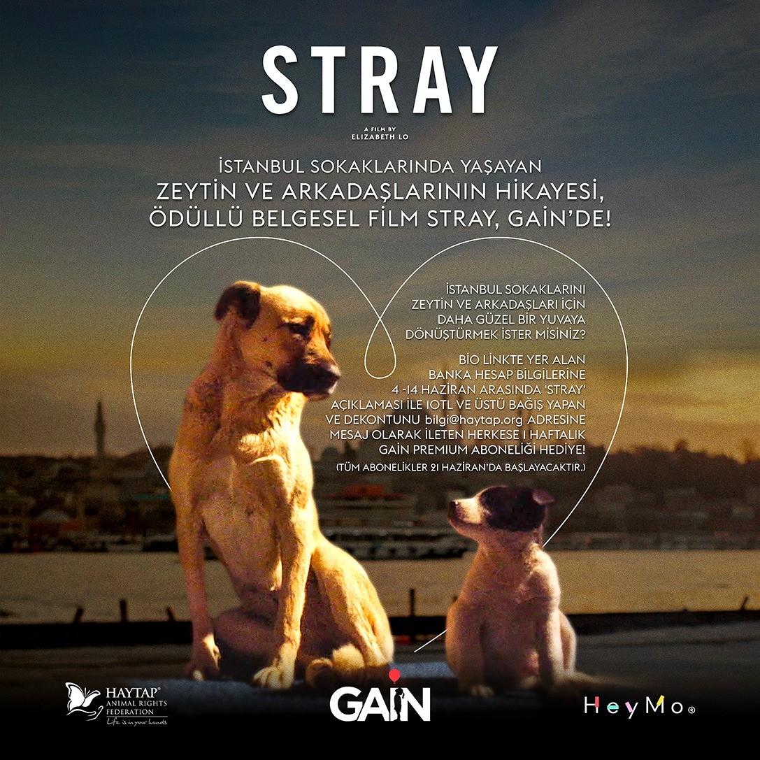 Haytap & Gain ve Stray Filmi Ortaklığı Sahipsiz Hayvanlara Destek Olmaya Çağırıyor