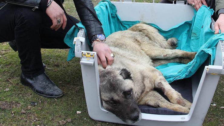 Sivas’ta Haytap sırtına kürekle vurulan yaralı köpeği iyileştirmek için seferber oldu