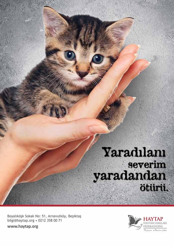 Bir Kedinin Ölümü ...Türkiye’de Bir Bakışı Değiştiriyor (mu ?) !