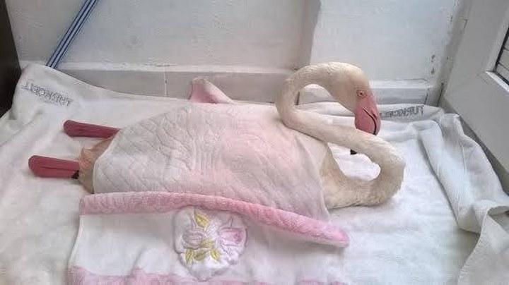 Bir Flamingoyu Kurtarmak...