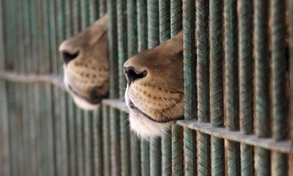 Hayvanat Bahçelerinin Tüm Dünyada Kapatılması İçin 8 Neden