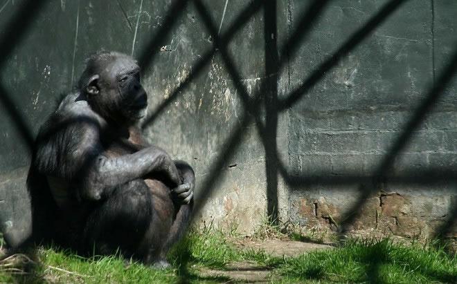 Hayvanat Bahçelerinin Tüm Dünyada Kapatılması İçin 8 Neden
