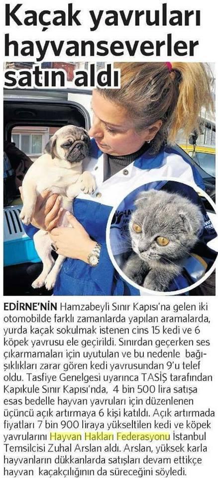 HAYTAP Once Again Saved Many Cats and Dogs from the Cruel Pet Shop Trade!