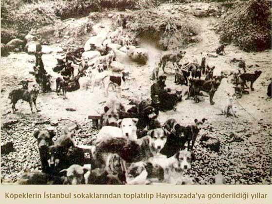 Osmanlıda Hayvan Hakları