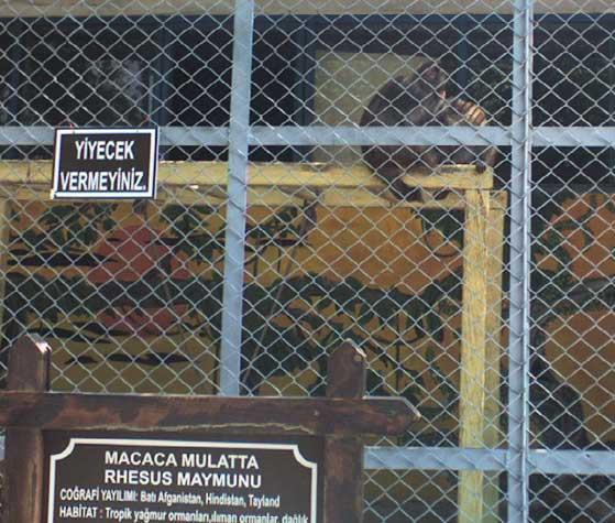 Hayvanat Bahçelerinin Kapatılması İle İlgili Dilekçe