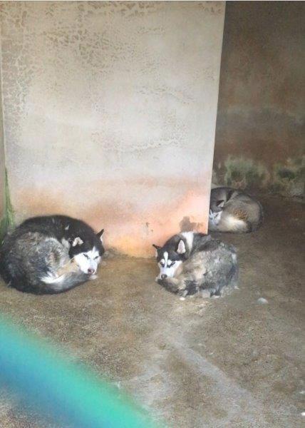 Zonguldak  Özel Hayvanat Bahçesinin Kapatılması İstemimiz