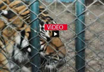 Konya Hayvanat Hapishanesi Kapatılmalı ! -   ( 2010 yılı başvurumuz)