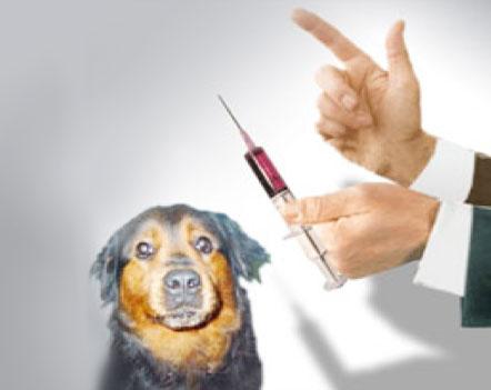 Kuduz Aşını Sen Neden Yaptırmadın Ey Köpek ?