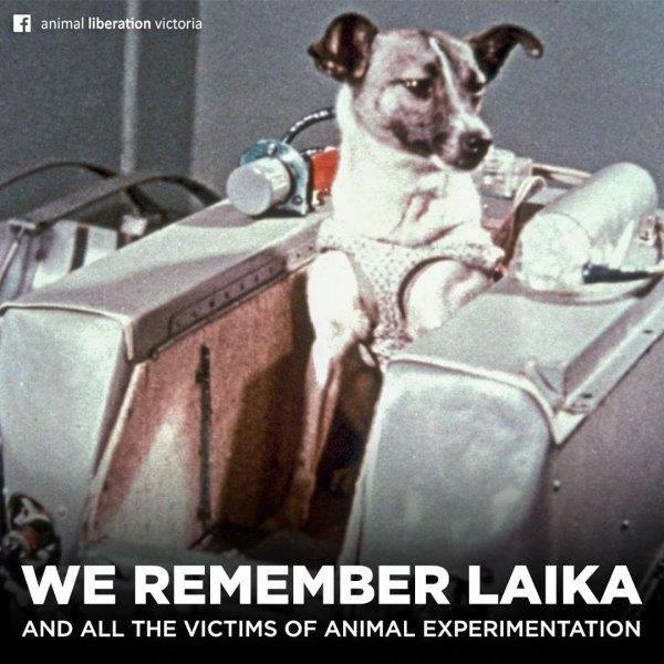 We remember Laika