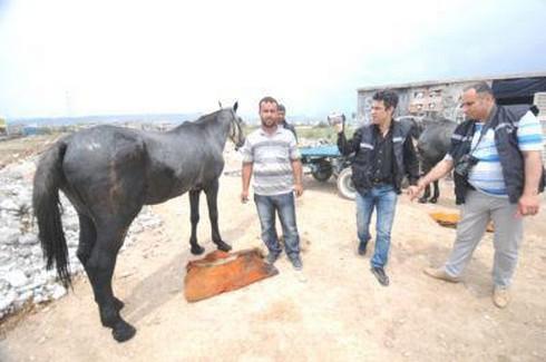 Mersin’de Yakılan Atların Tedavisi Haytap Tarafından Yaptırılıyor