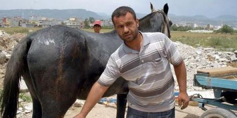 Mersin’de Yakılan Atların Tedavisi Haytap Tarafından Yaptırılıyor