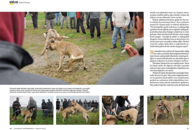 National Geographic Haytap Acimasiz Ve Kanli Kopek Dovusleri Dovus Gerceginde Yaptiklarimiz Kutuphane Haytap Hayvan Haklari Federasyonu