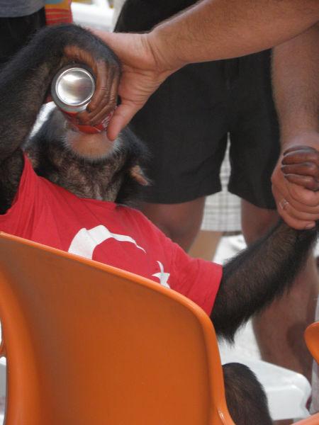 (*)  Haytap ,Otellerdeki Şempanzeler İçin Başvurdu
