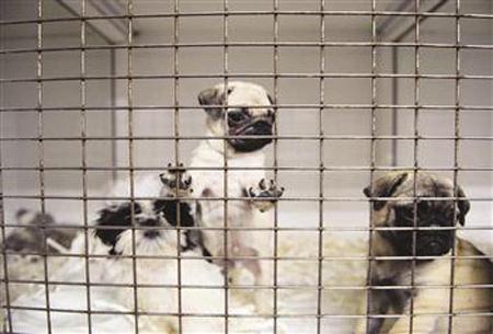 (*) Turkey To See Tighter Laws For Pet Shops: Minister