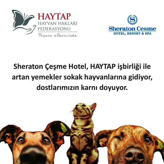 Sheraton Çeşme Hotel & Haytap işbirliği ile artan yemekler sokak hayvanlarına gidiyor!