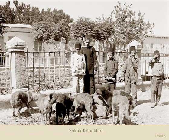 Bir Yabancının Kaleminden İstanbul’un Köpekleri