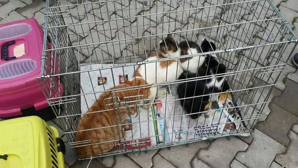 Sur’daki sokak hayvanlarını 2. Kez HAYTAP üyeleri kurtardı	