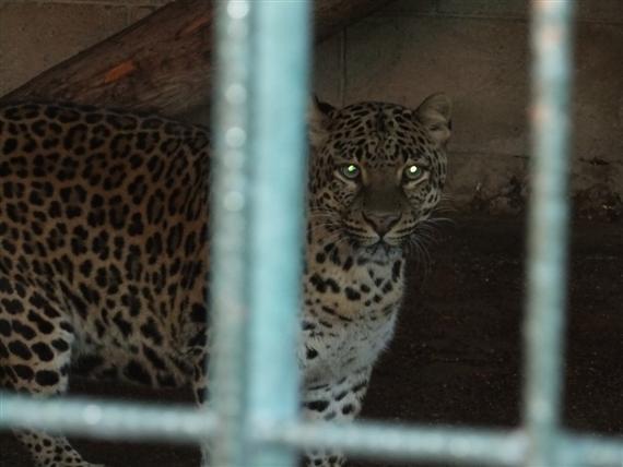 Tarsus Hayvanat Bahçesinin Kapatılması Hakkında