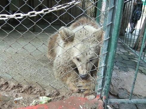 Tarsus Hayvanat Bahçesinin Kapatılması Hakkında