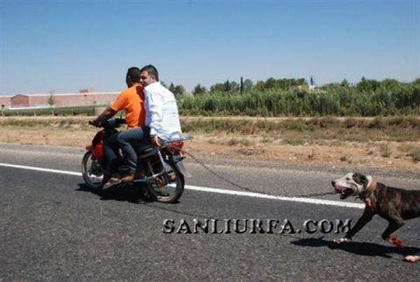 Motosiklet Arkasında Sürüklenen Köpeğe Eziyet İçin Soruşturma Talebi
